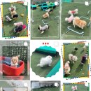 플레이독(애견유치원&호텔) 이미지