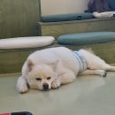 퍼피스 이미지