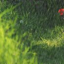 풍요의 바람 이미지