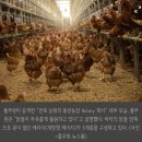 공장식 케이지에 생산된 달걀도 ‘난각번호 2번’...동물복지 인증제도의 변질 이미지