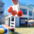 씨엔밤부 이미지