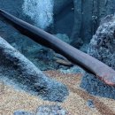 전기뱀장어 정말 신기하지 않나요 이미지