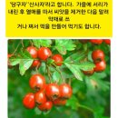내몸에 초록