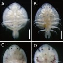 붕어와 비단잉어의 물이 Argulus japonicus 이미지