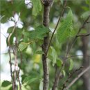 임실덕천리가침박달군락 | [문화재답사/임실] 임실 덕천리 가침박달군락 - 천연기념물 제387호