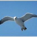 우리들의 꿈들 이미지