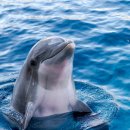 낙타와돌고래 이미지