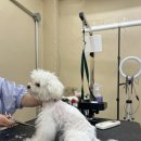 방배중앙로15길 19 | 비숑 배냇미용 방배 애견미용실 브리앙뚜뚜 후기