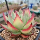 골드크레마 이미지