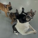 아이앤독 이미지