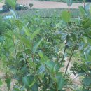 상진농장 이미지