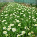 하얀농장 이미지