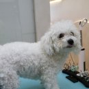 미사 애견미용실 엉킴 심했던 미니비숑 변신 후기 — 러블리댕
