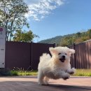 달링하이 강아지분양 창원점 | [달링하이창원] 창원강아지분양의 시작은 달링하이창원에서!