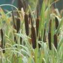 버들촌 | 남원 화산정(花山亭)