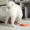(주)에코원 | [대전 강아지 미용] 도그하우스 (with. 수제간식, 애견유치원)