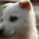 모란시장 이미지