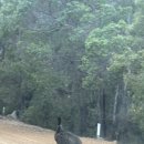 호생농장 | [서호주 딸기농장] amuri creek fruit 농장 후기