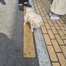 야호세탁소 이미지