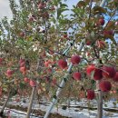 아란 농장 이미지