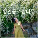 영천한의마을 주차장 | 영천공조팝나무 보러간 한의마을 볼거리 많은 곳이구나!