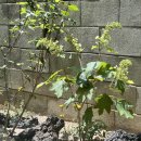 나무와흙한의원 이미지