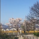 일상(꽃 잔치)