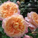 라빌라빌라 이미지