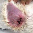 속초삼성동물메디컬센터 이미지