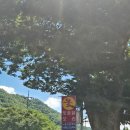 느티나무가든 | 내돈내산 충남 청양 칠갑산 백숙맛집 느티나무가든 강력추천