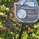 장미(히스토리 (History)) 이미지