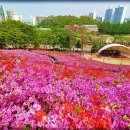 철쭉동산 이미지