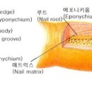 루트네일 이미지
