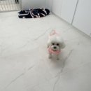 이로운 펫살롱 이미지