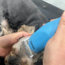 마이뷰티독 스타필드 부천점 이미지