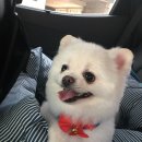 일산그루밍캐나다 이미지