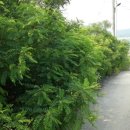경술농장 네이버블로그
