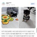 포시바(For Shiba) | 시바견 분양, 포시바가 다른이유? 눈 맞추며 사랑으로 관리합니다.