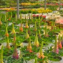 오설니암영농조합법인 | 부산 미래화훼단지 다녀온 후기