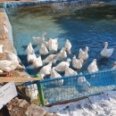 올라알파카 카페 이미지