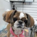 오늘도 귀엽개 이미지