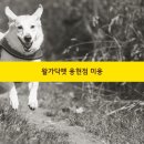 왈가닥펫 이미지
