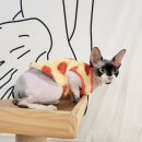 박재윤호텔세탁 | 편안한 대전고양이호텔 /대전고양이무마취미용전문은 "페르시안캣"에서~