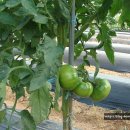 인영농장 이미지