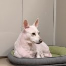 목욕가개 - 전주시 완산구 황강서원로 37 | 전주 송천동 에코시티 애견미용 그냥가개