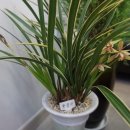 황금나무공인중개사사무소 이미지