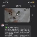 꽃보다 멍 이미지