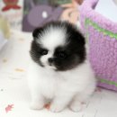 댕댕이 애견샵 | 천안강아지분양 애견샵 방문후기