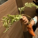 이순이농장 이미지