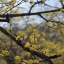 양평가든 | 이천 | 이천백사 산수유축제 다녀온 후기, 양평 용골가든